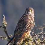 1.New Zealand falcon Kārearea