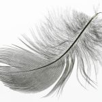 10 Down Feather