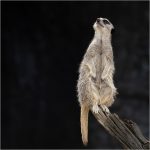 10 Meerkat on Watch
