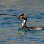 10 Podiceps cristatus australis
