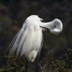 10 - White Heron Preening