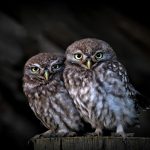 10. Little Owls Athene noctua