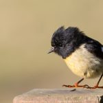 10.Landing tomtit - Copy