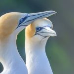 10.Takapu couple