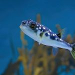 10_EvilEyePufferFish
