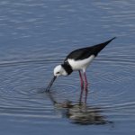 11 Himantopus leucocephalus