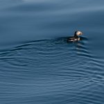 11 - puffin rings