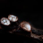 11. Birds Nest Fungi Crucibulum laeve
