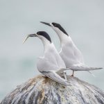 11.White-Fronted Tern pair