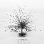 12. Delicate Weed