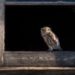 12. Little owl Ruru nohinohi