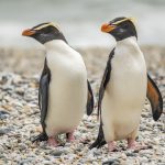 12.Tawaki Pair