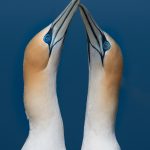 2. Australasian gannet Tākapu