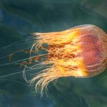 3.Lion's mane jellyfish Cyanea capillata