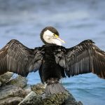 4.Little Cormorant Kawau Paka