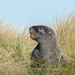 5.New Zealand sea lion Phocarctos hookeri