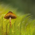 6.Cortinarius castaneodisuc