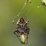 7. Orb web spider catches a Manuka Beetle