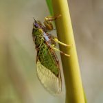 8. Cicada Kihikihi