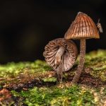 9. Mycena sp. with insect