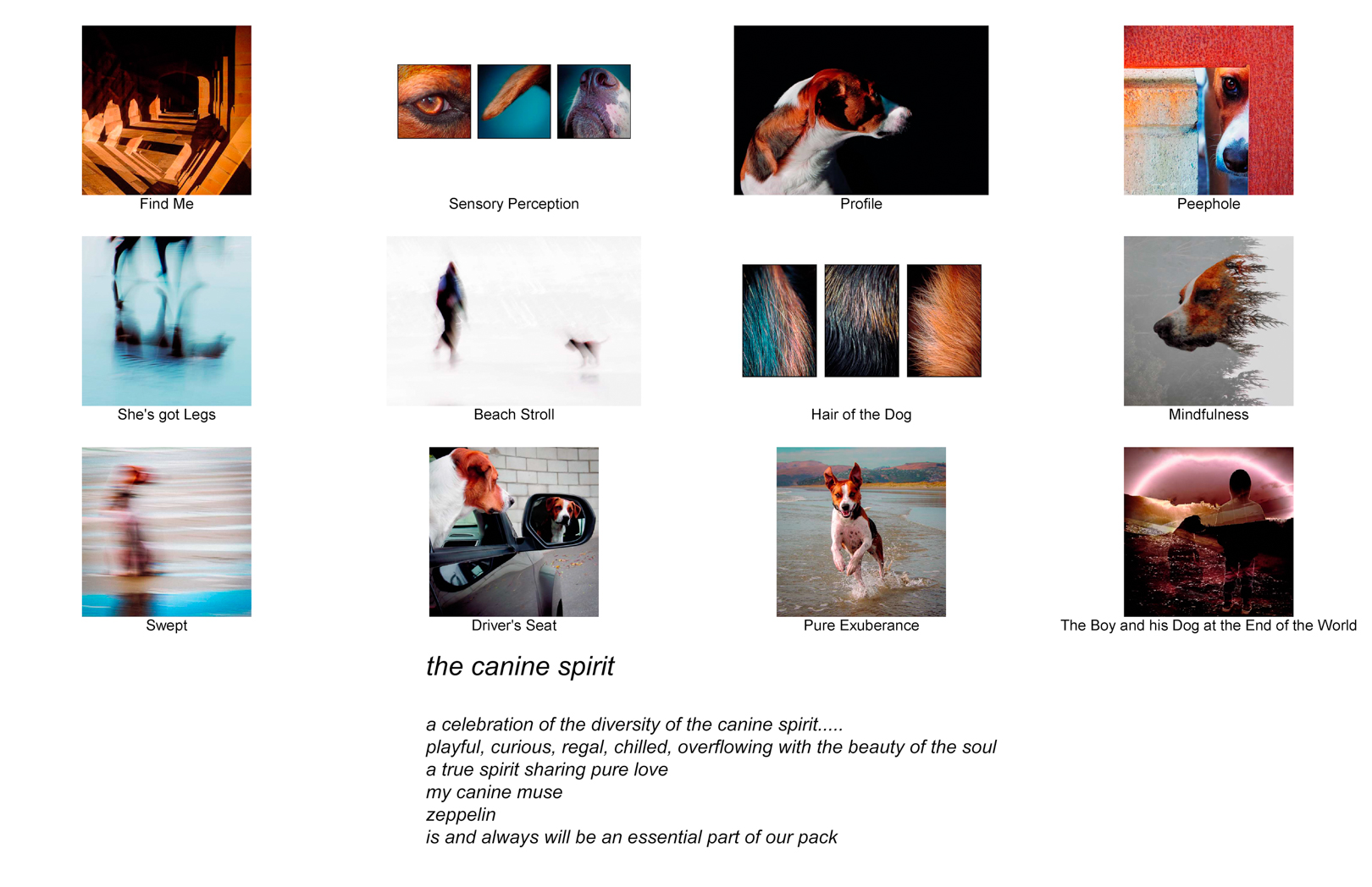 Karen Lawton_The Canine Spirit Karen Lawton_The Canine Spirit