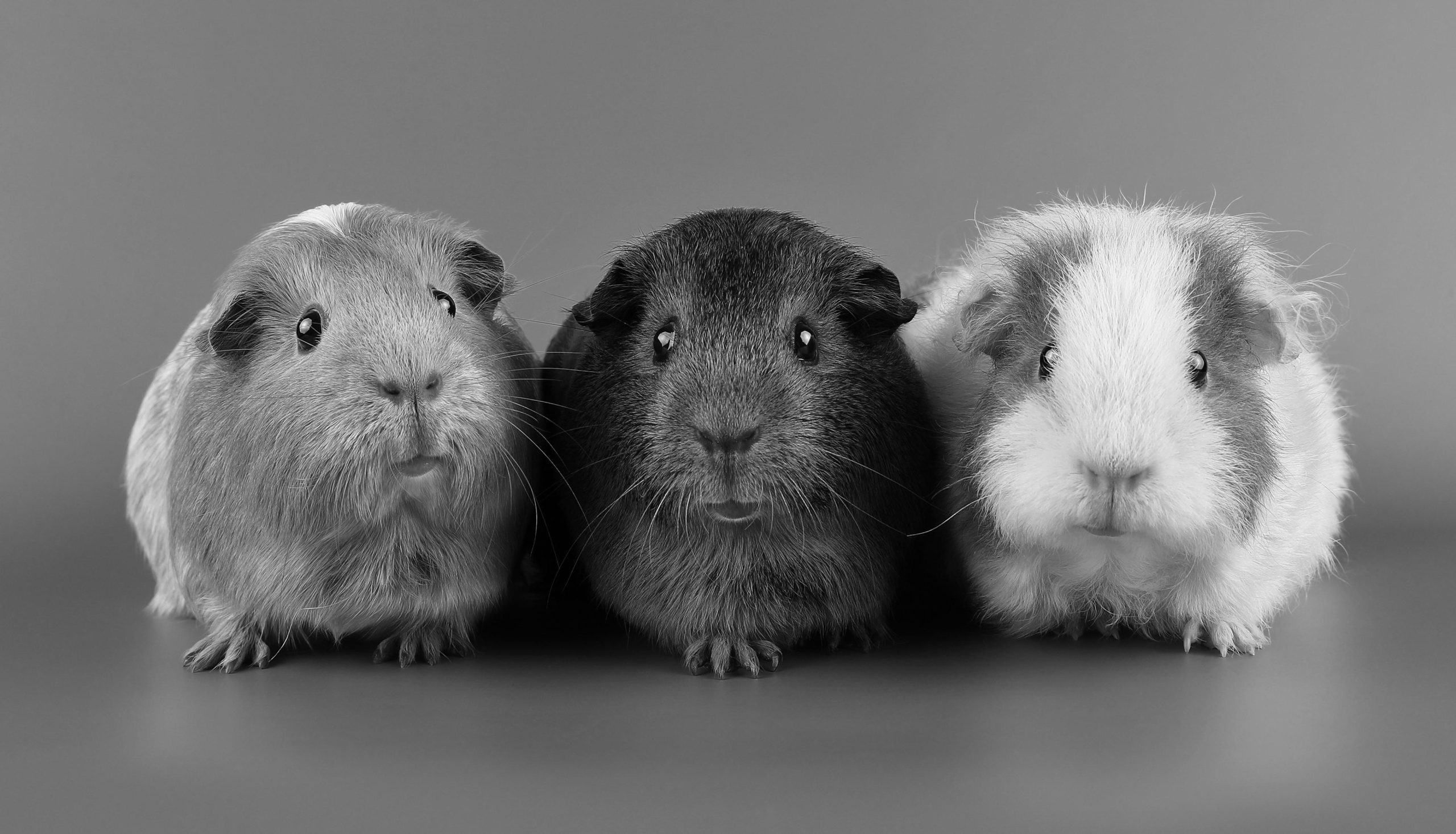 1st Three Little Piggies - Kristal Merry