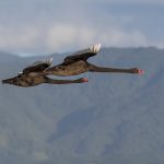 01 2 swans flying