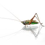 01 Grasshopper