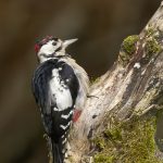 20250901-_L6A0747 GS Woodpecker