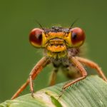 _01 Red Damselfly