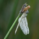 01_ Sentry dragonfly