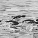 01_Porpoising Penguins