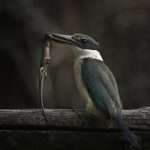 01_Sacred Kingfisher with skink