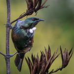 01_Tui