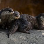 OTTER Family