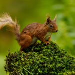 20250707-_L6A3718 Red Squirrel