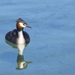 02 Grebe