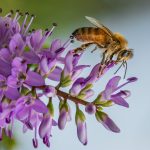 _02 Honey Bee & Hebe