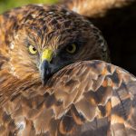 02 Kāhu