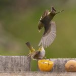02 Waxeyes stoush