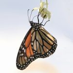 02 _Monarch