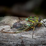02_Cicada