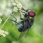 02_Green blowfly