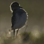 02_Juvenile Banded Dotterel