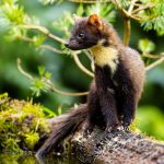 03 European Pine Marten