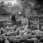 03 - Weaning Lambs
