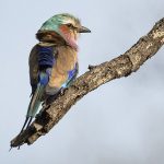 03 _Lilac Breasted Roller