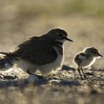 03_Banded Dotterel with chicks