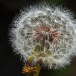 03_Dandelion