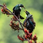 03_Tui